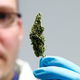 Illustration for article titled The use of CBD drugs does not pose a risk, said in the report of the WHOem/em
